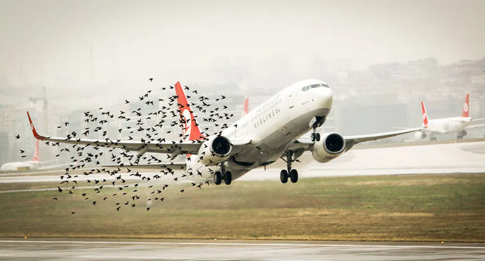 Какво се случва, когато ято птици връхлети самолета?
