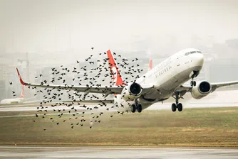 Какво се случва, когато ято птици връхлети самолета?