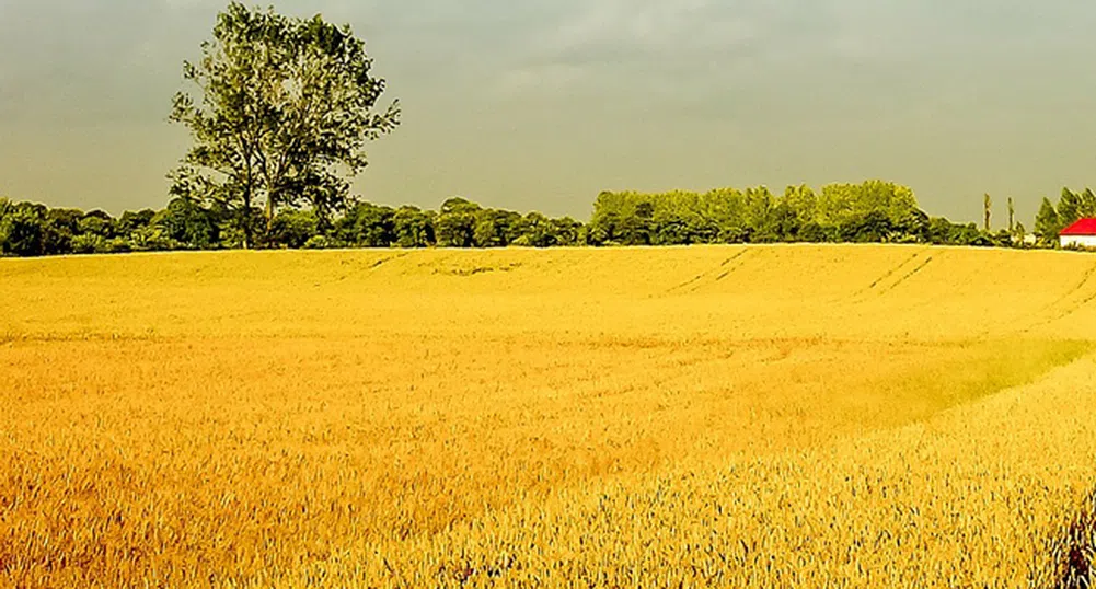 Зърнени храни България продаде зърнобаза