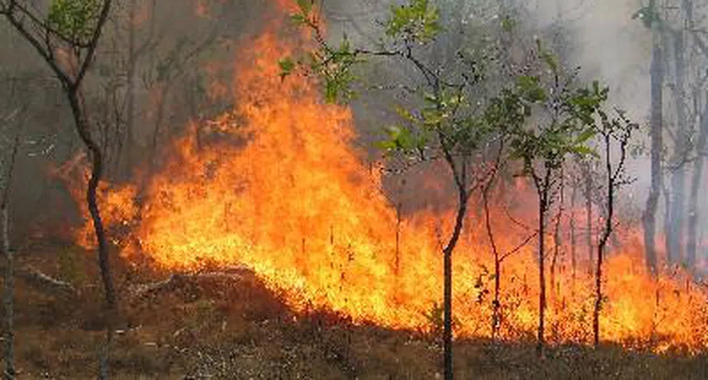 В Русия бушуват 80 горски пожара