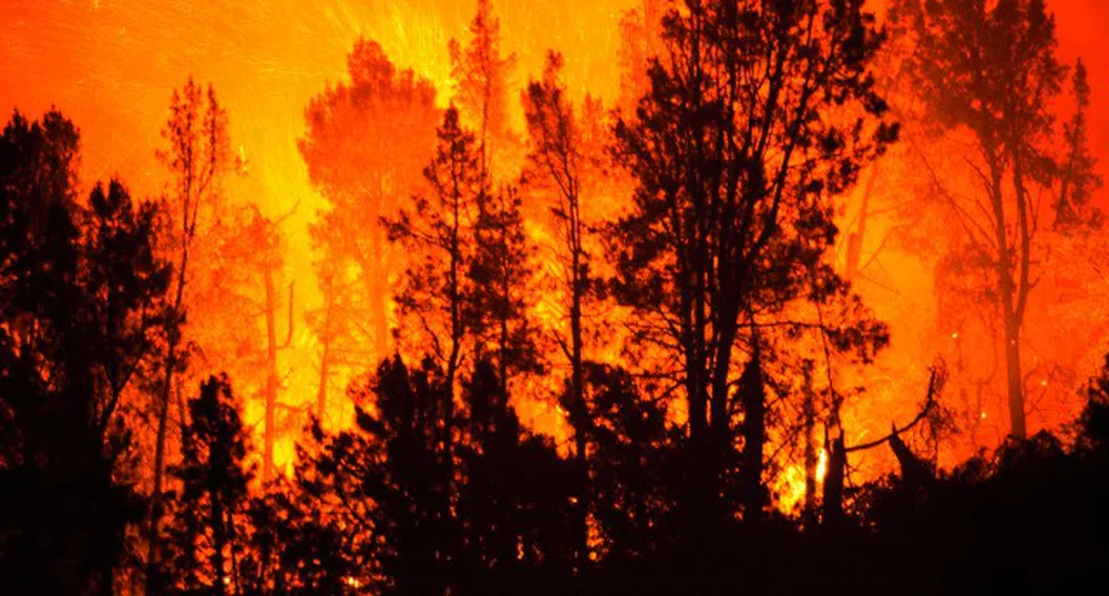 Над 200 декара горят над Бургас