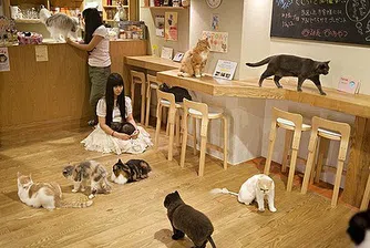 Ресторанти за котки във Великобритания
