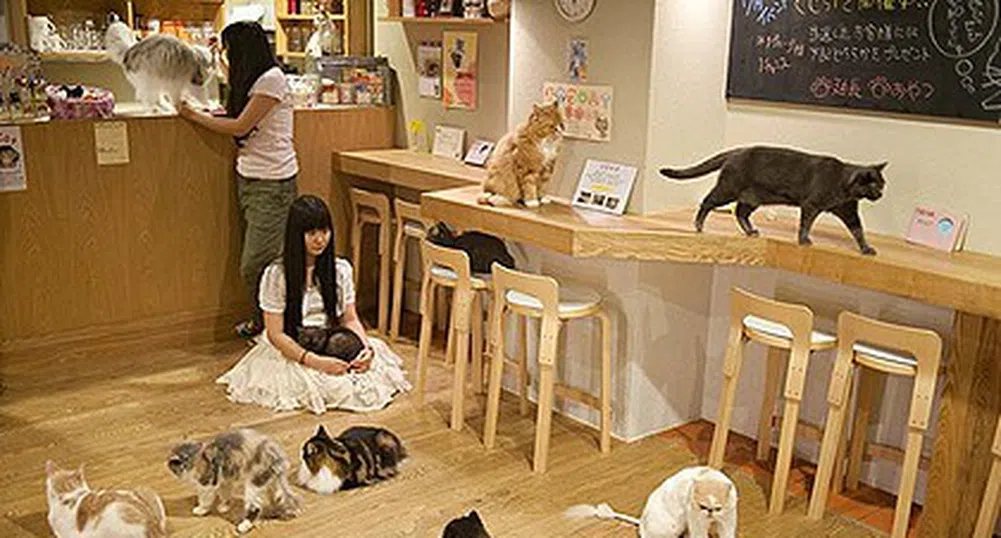 Ресторанти за котки във Великобритания