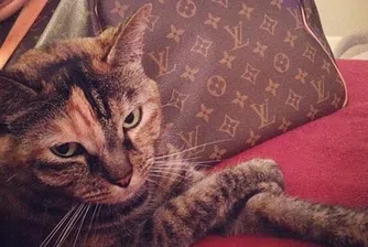 Богатите котки в Instagram