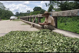 Най-големият производител на кока в света вече не е Колумбия