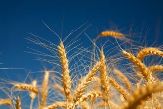 Пшеницата стигна рекордните 450 лв./т