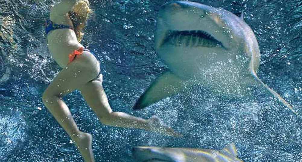 14 от най-ужасяващите атаки на акули