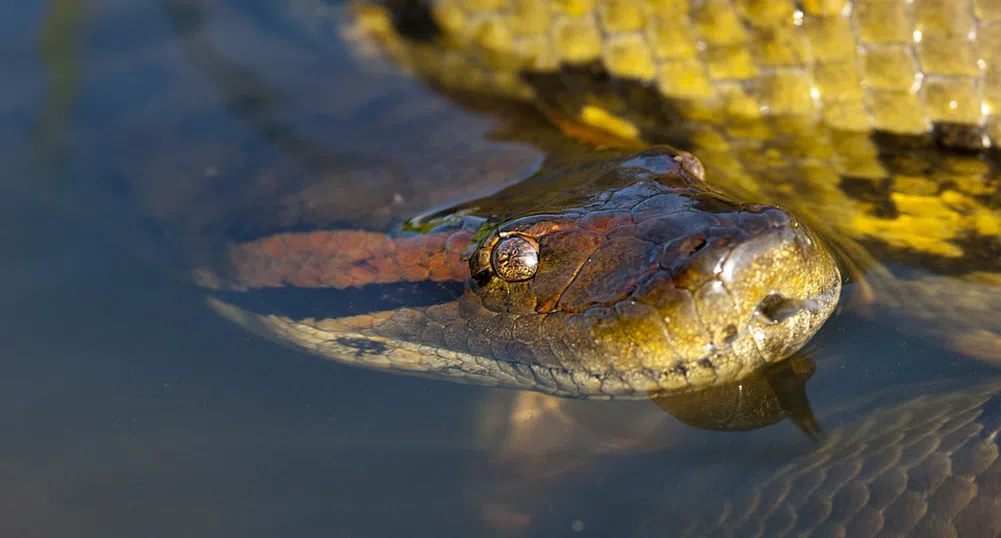 Работници в Бразилия откриха най-дългата змия в света?
