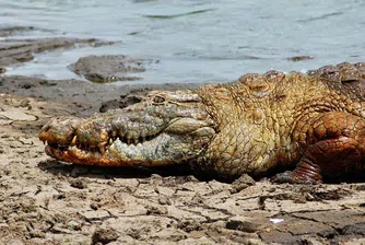 В това езеро живеят най-приятелски настроените крокодили