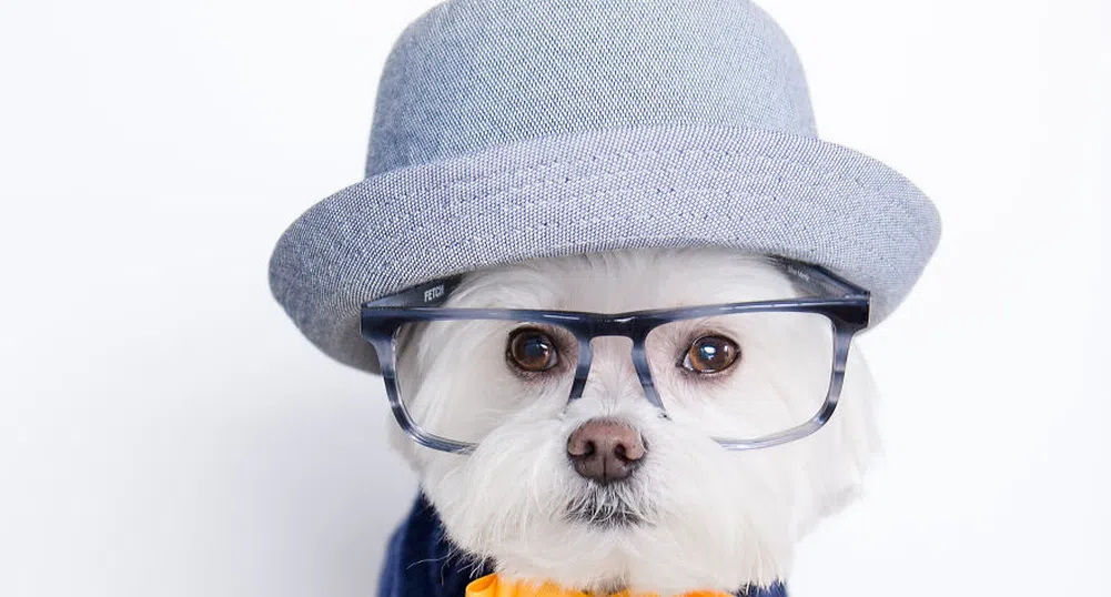 Запознайте се с Тоби - най-очарователното куче в Instagram