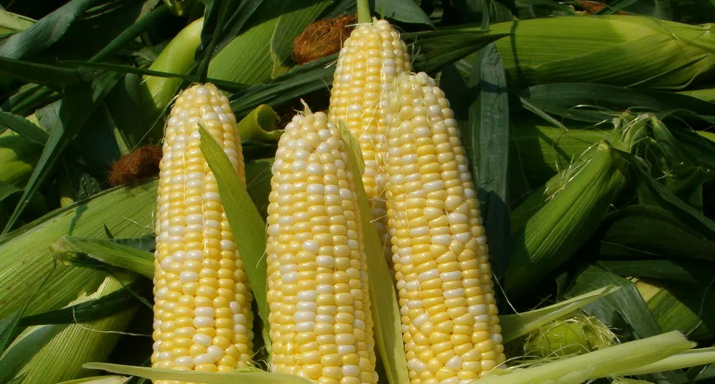 Насажденията с ГМО в света се увеличават с 10%