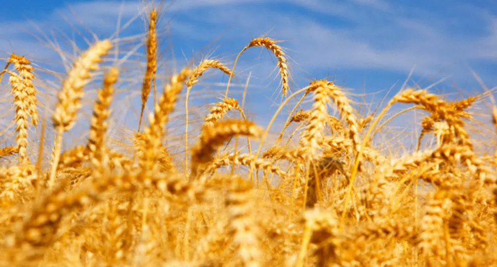 Пшеницата поскъпва на световните борси с 37%