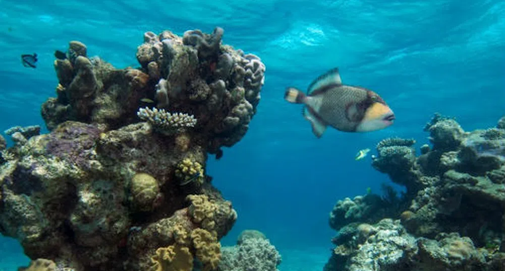 Всеки метър коралов риф защитава имущество за 47 000 долара