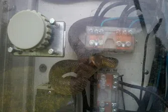 Защитен вид змия извади ЧЕЗ от електрическо табло