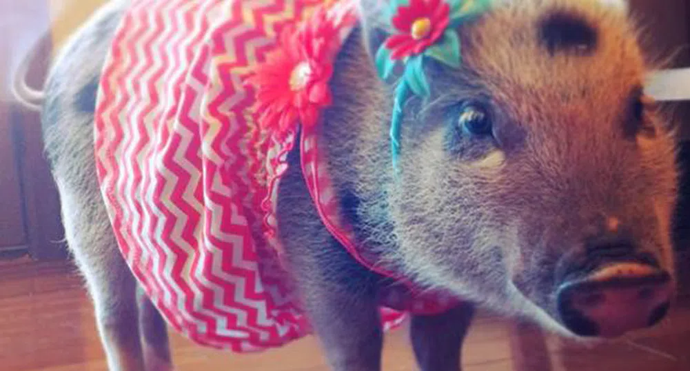 Защо едно прасе има 43 хил. фена в Instagram?