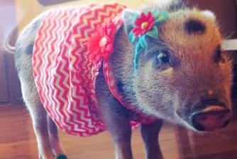 Защо едно прасе има 43 хил. фена в Instagram?
