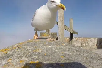 Чайка открадна GoPro камера и засне това клипче