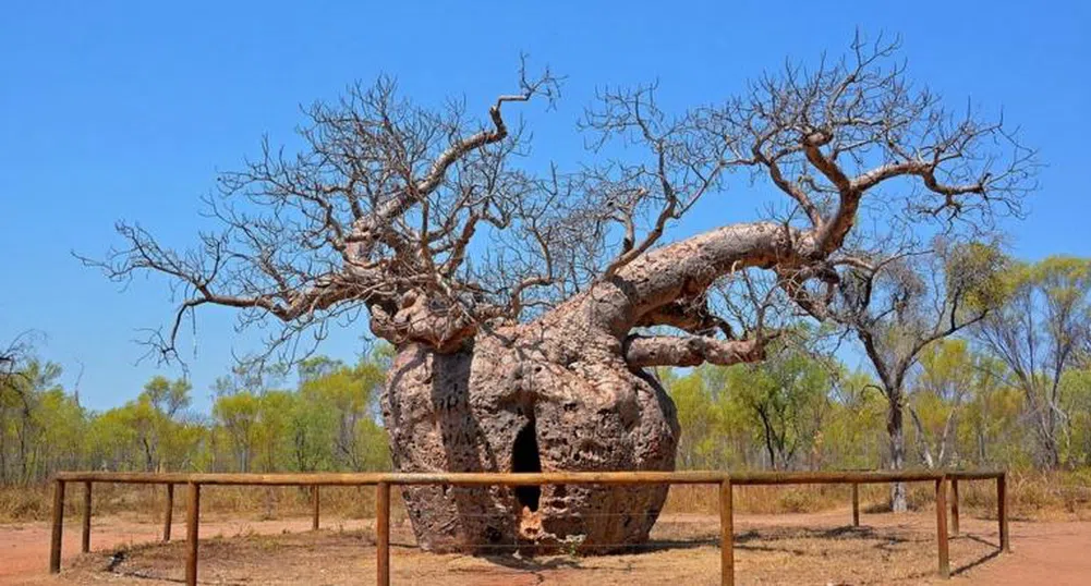 Най-странният затвор в света е огромно дърво
