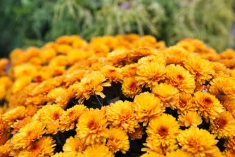 НАП: 80% от търговията с цветя е в сивия сектор