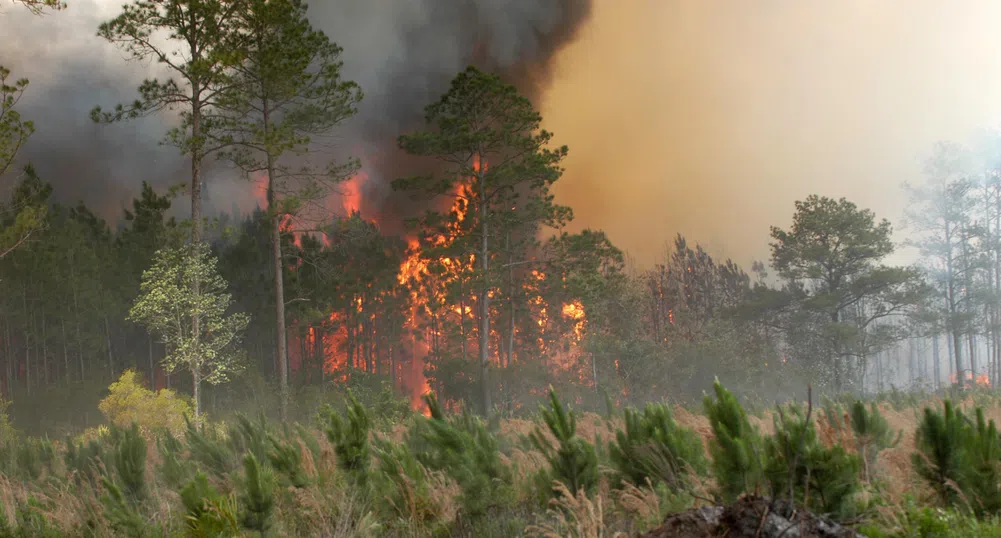 Изгоряха над 2 000 дка борова гора