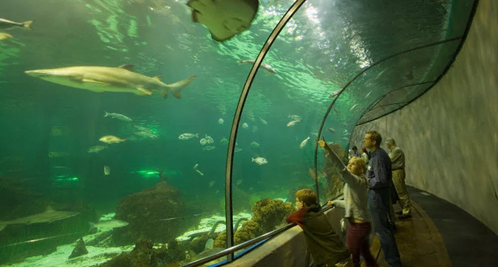 Внасяме акули за гигантски аквариум в Бургас