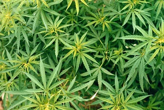 Най-много марихуана употребяват в Австралия