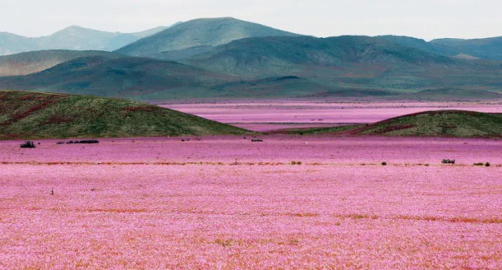 Най-сухата пустиня на Земята разцъфтя