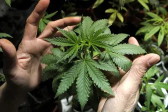 Продажбата на марихуана в Уругвай започва след 8 месеца