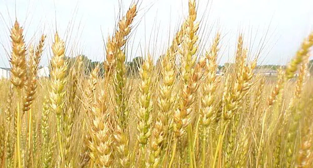 Хеджфондове подхранват поскъпването на пшеницата