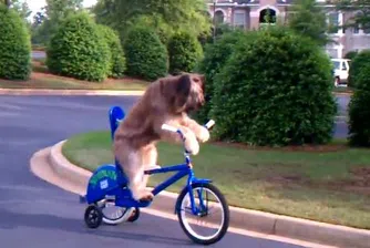Куче, което само се е научило да кара велосипед, е звезда в САЩ