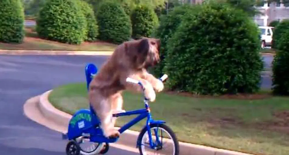 Куче, което само се е научило да кара велосипед, е звезда в САЩ