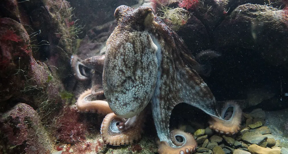 Октоподите превземат океаните