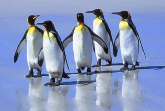 Снабдиха пингвините в калифорнийски зоопарк с iPad