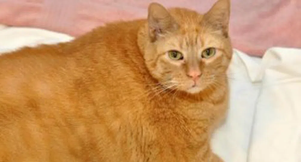 Почина най-дебелата котка в света