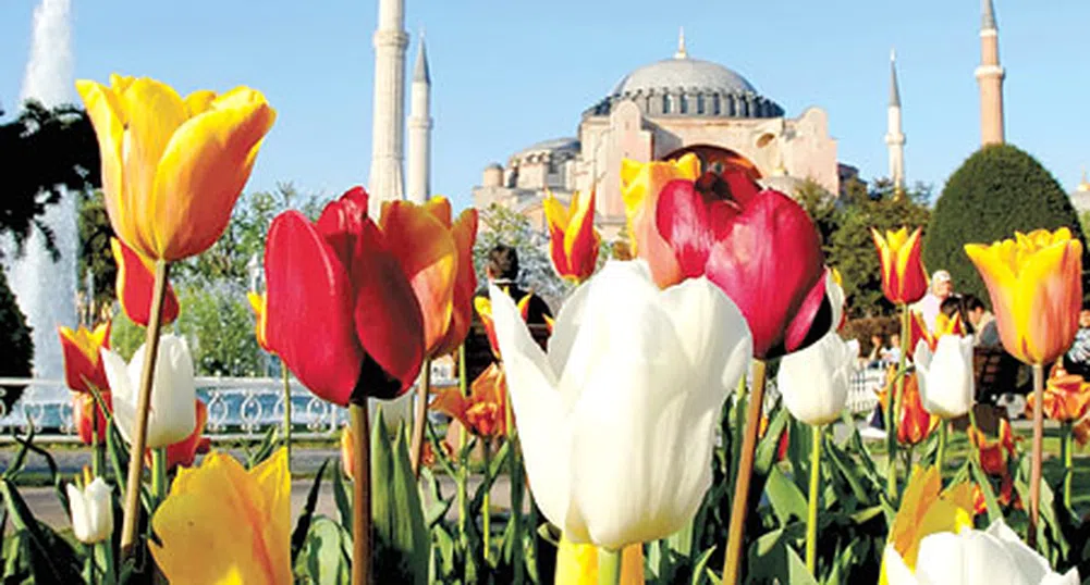 14 млн. лалета цъфтят в Истанбул за Фестивала на лалетата