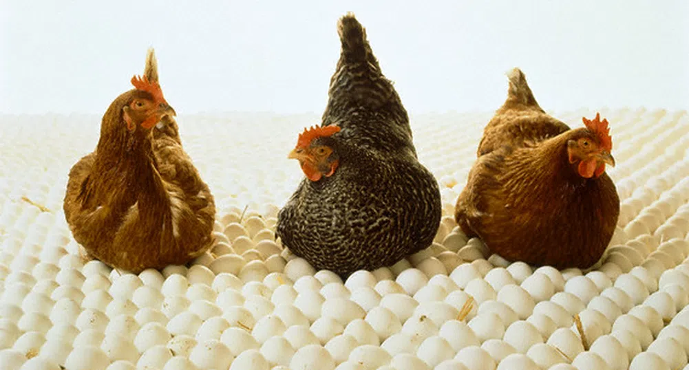 С 40% е скочила производствената цена на яйцата