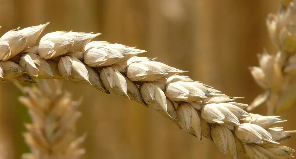 Пазарът на жито - в застой