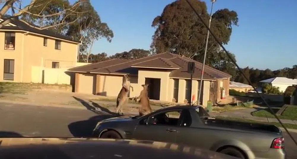 Две кенгурута си спретнаха бой на улица в Австралия