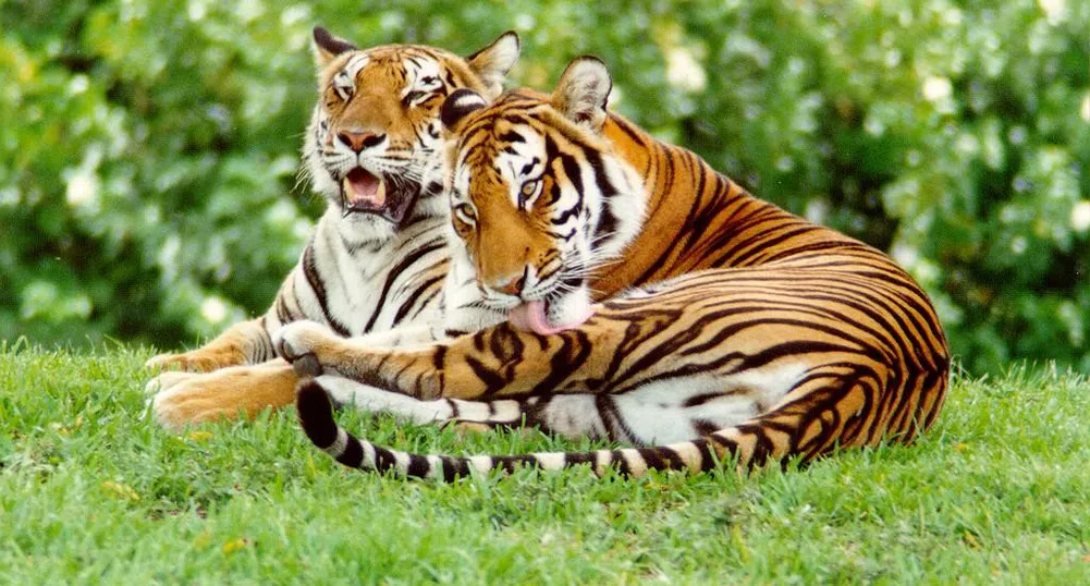 3000 лв. глоба за гледане на тигри в домашни условия