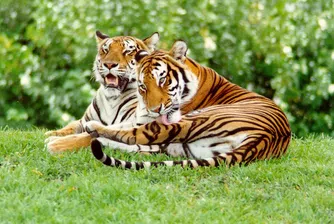3000 лв. глоба за гледане на тигри в домашни условия