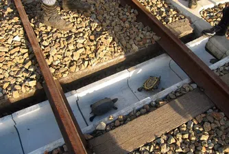 Само в Япония – тунел за костенурки