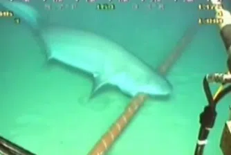 Google бронира подводните си кабели срещу нападения на акули