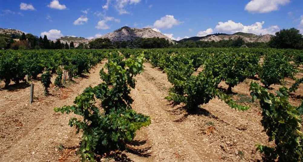 Франция е най-големият производител на вино за 2011 г.