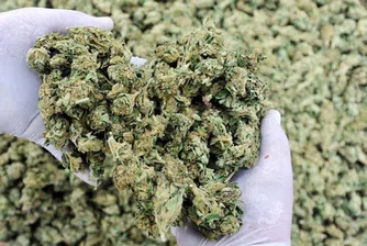 Канада печели 3.6 млрд. долара от легализация на марихуаната