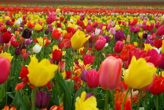 Православната църква празнува днес Цветница