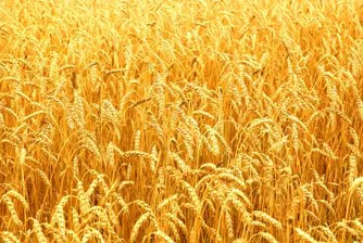 Качеството на пшеницата е влошено почти в цялата страна