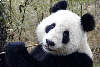 Китаец ще прави най-скъпия чай на света... с екскременти от панда