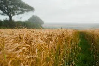 Сделките с пшеница замряха