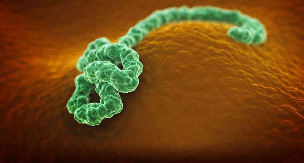 Първи случай на ебола в Испания, 3431 станаха жертвите на вируса