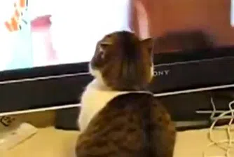 Специален канал в YouTube привлича вниманието на котките